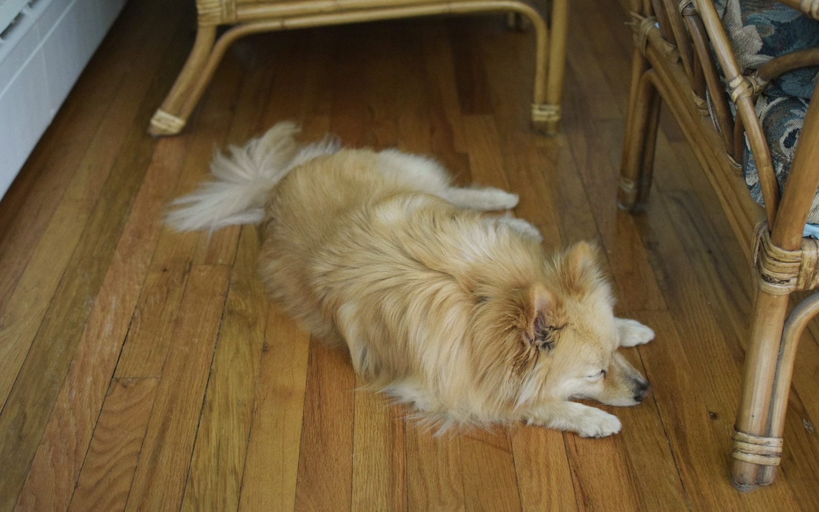 A fluffy tan dog lies on a hardwood floor near wicker furniture