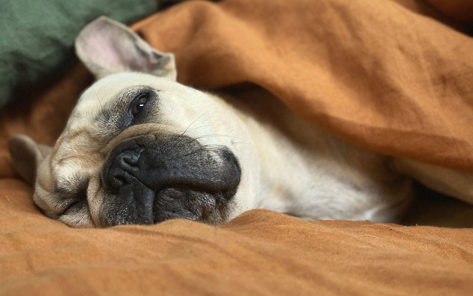 A French bulldog rests its head on rumpled orange bedding, eyes half open