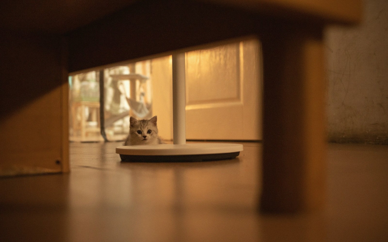 A kitten peeks out from behind a table leg on a wooden floor