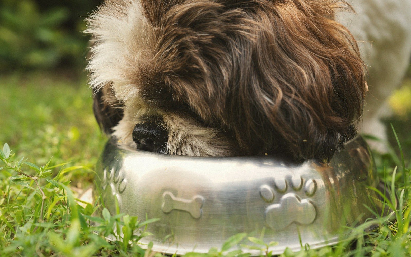 What to Actually Feed a New Puppy